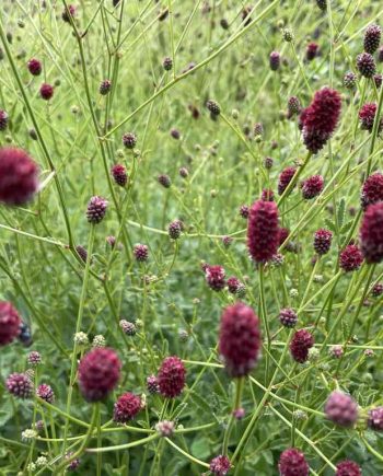 Donkerrode bloeiaren van Sanguisorba ‘Beetlewings’