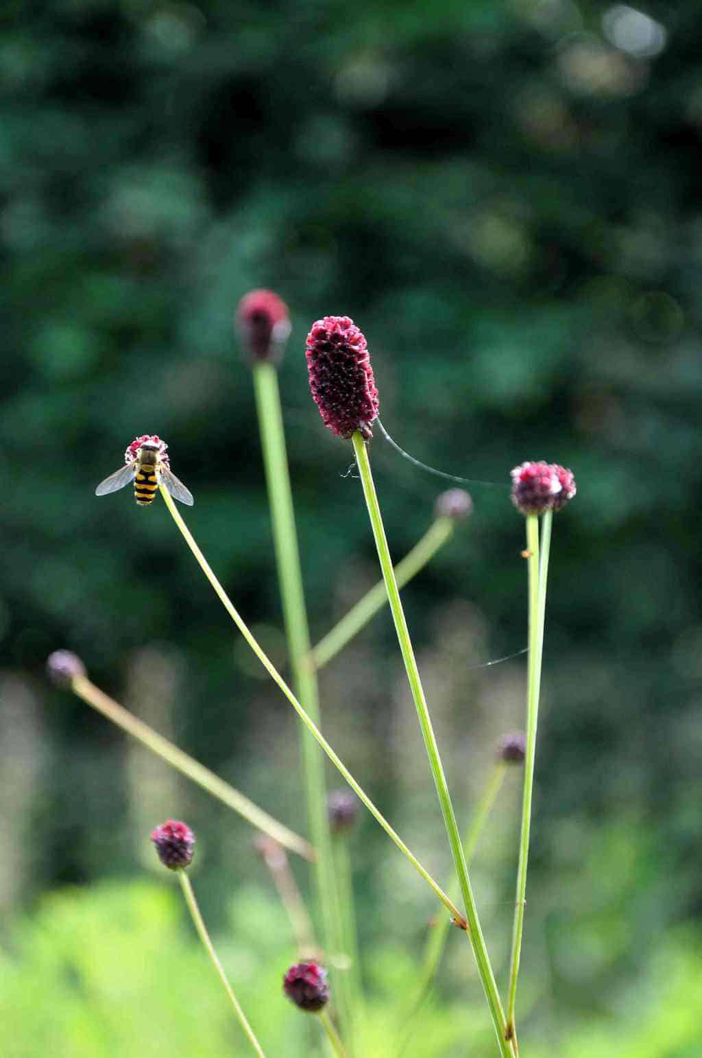 Roze bloeiaren van Sanguisorba ‘Joni’
