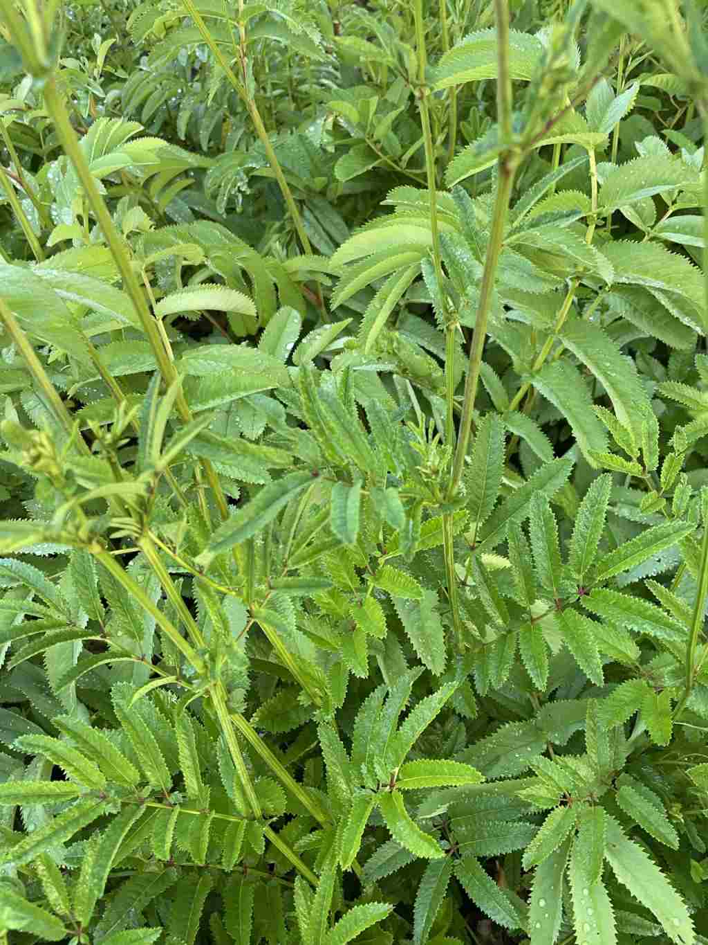 Sanguisorba 'Nephele'