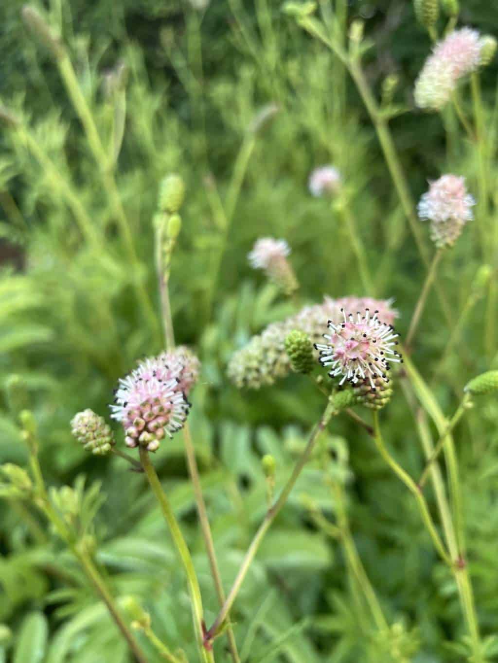 Sanguisorba 'Nephele'