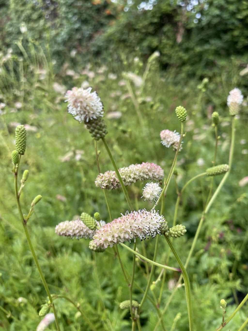Zachtroze bloeiaren van Sanguisorba ‘Nephele’