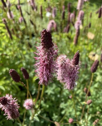 Sanguisorba menziesii Wake Up met donkerrode cilindervormige bloemen op slanke stelen