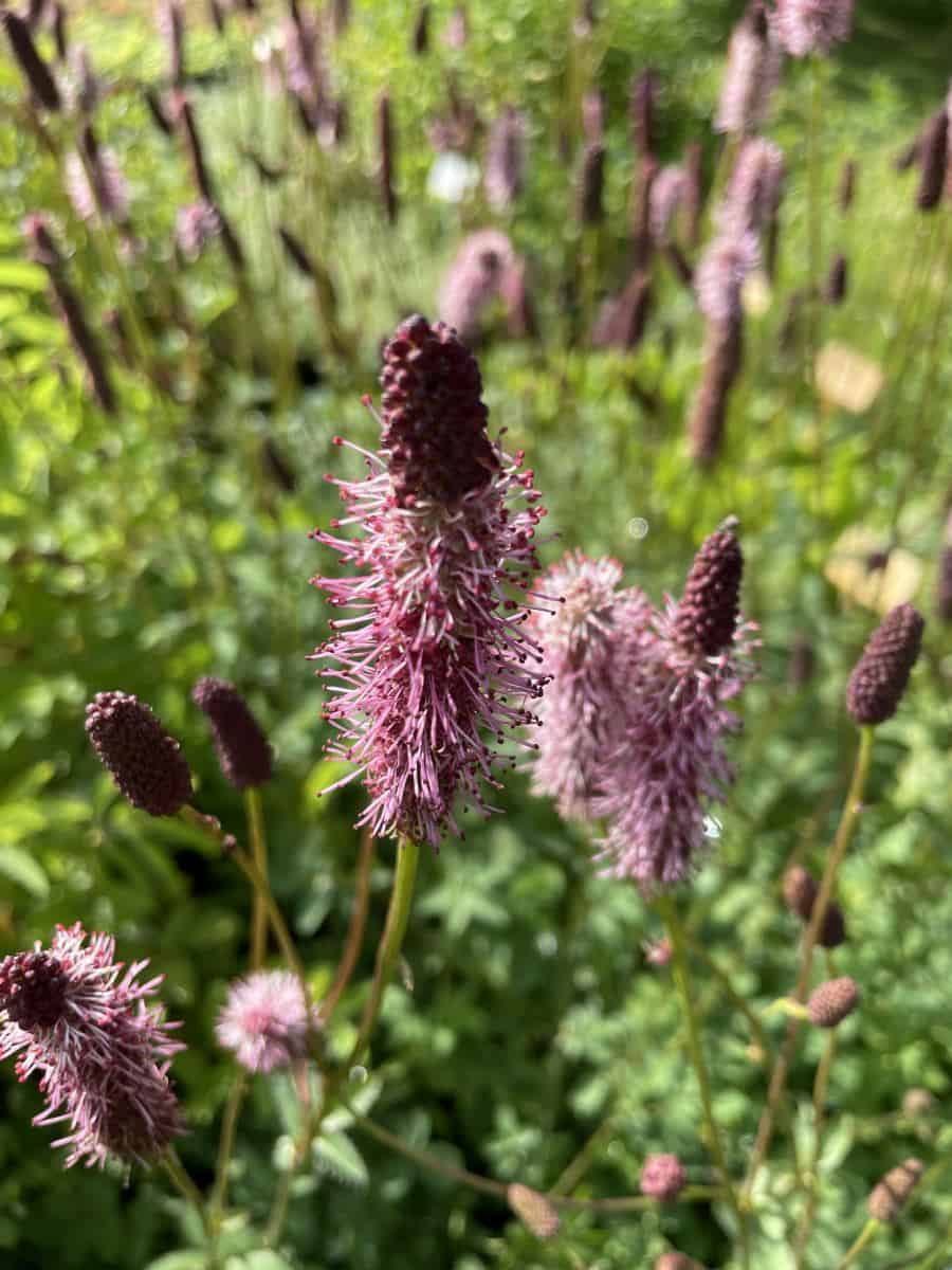 Sanguisorba menziesii Wake Up met donkerrode cilindervormige bloemen op slanke stelen