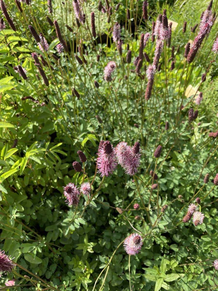 Sanguisorba menziesii Wake Up met rijk bloeiende donkerrode bloemaren in natuurlijke border