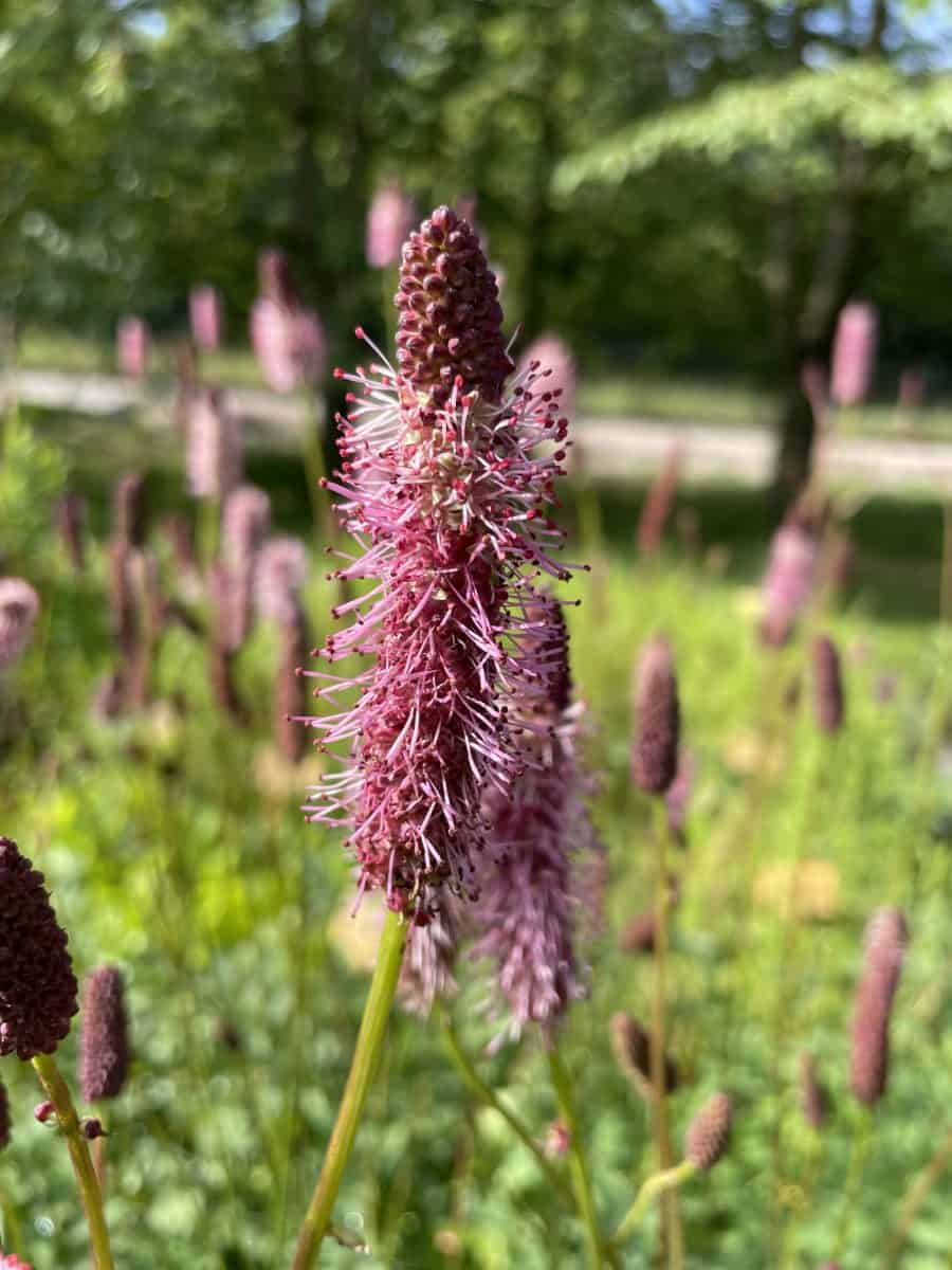 Detail van donkerrode bloemen van Sanguisorba menziesii Wake Up