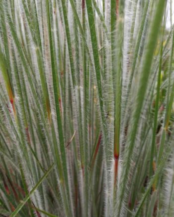 Opgaande groei van Schizachyrium scoparium ‘HaHa Tonka’