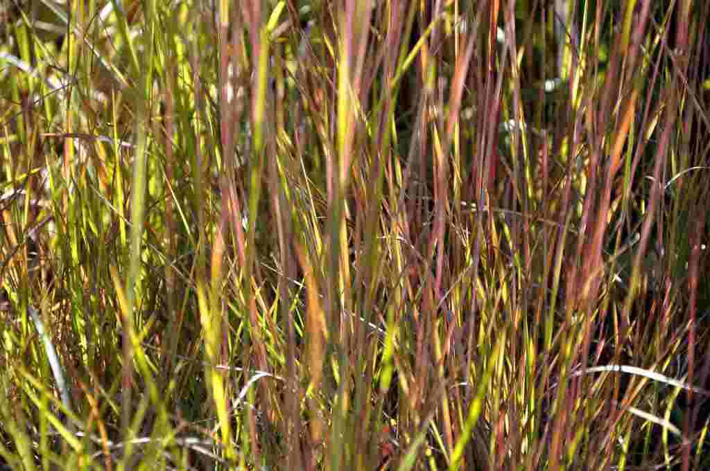 Schizachyrium scoparium