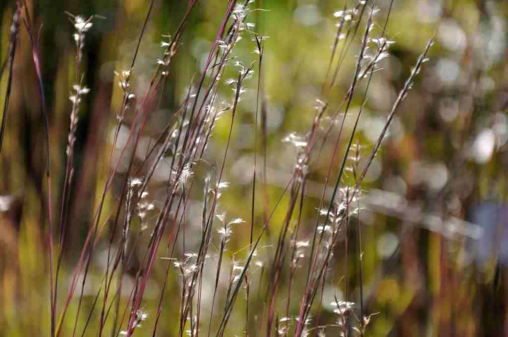 Herfstkleur van Schizachyrium scoparium