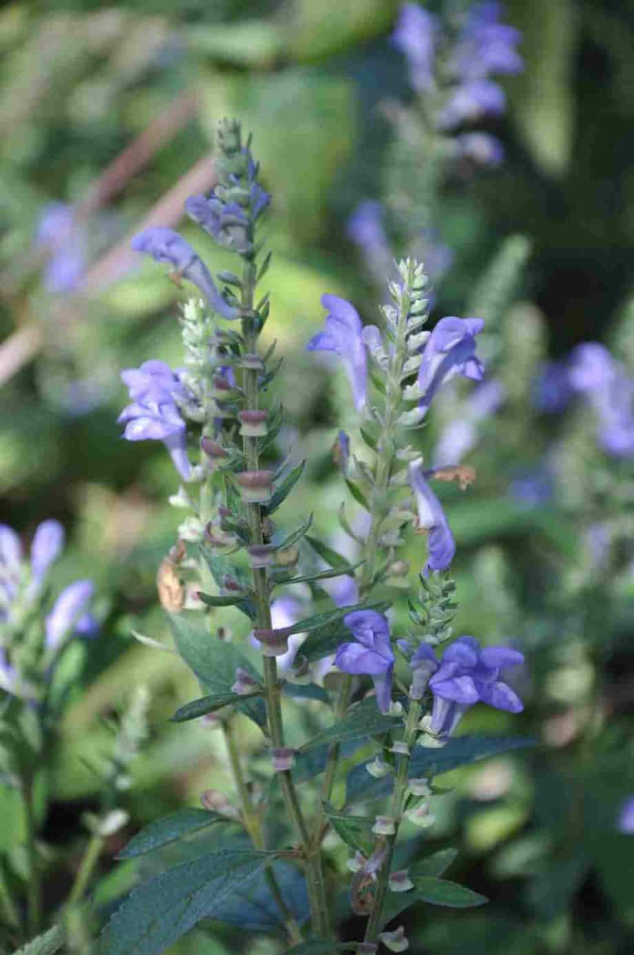 Lila bloei van Scutellaria incana