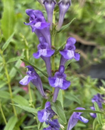 Detail van de violetblauwe lipbloemen van Scutellaria baicalensis.