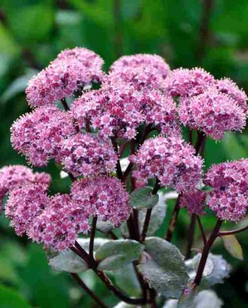 Rijk gevulde roze bloemschermen van Sedum ‘Double Martini’