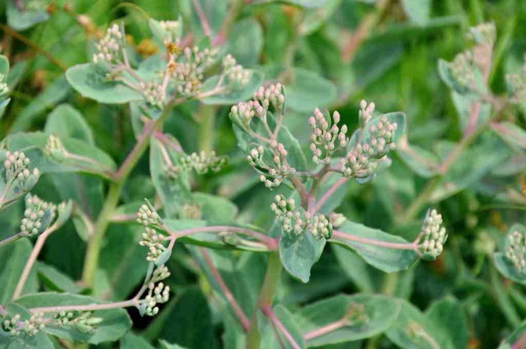 Zachtroze bloemschermen van Sedum ‘Gooseberry Fool’