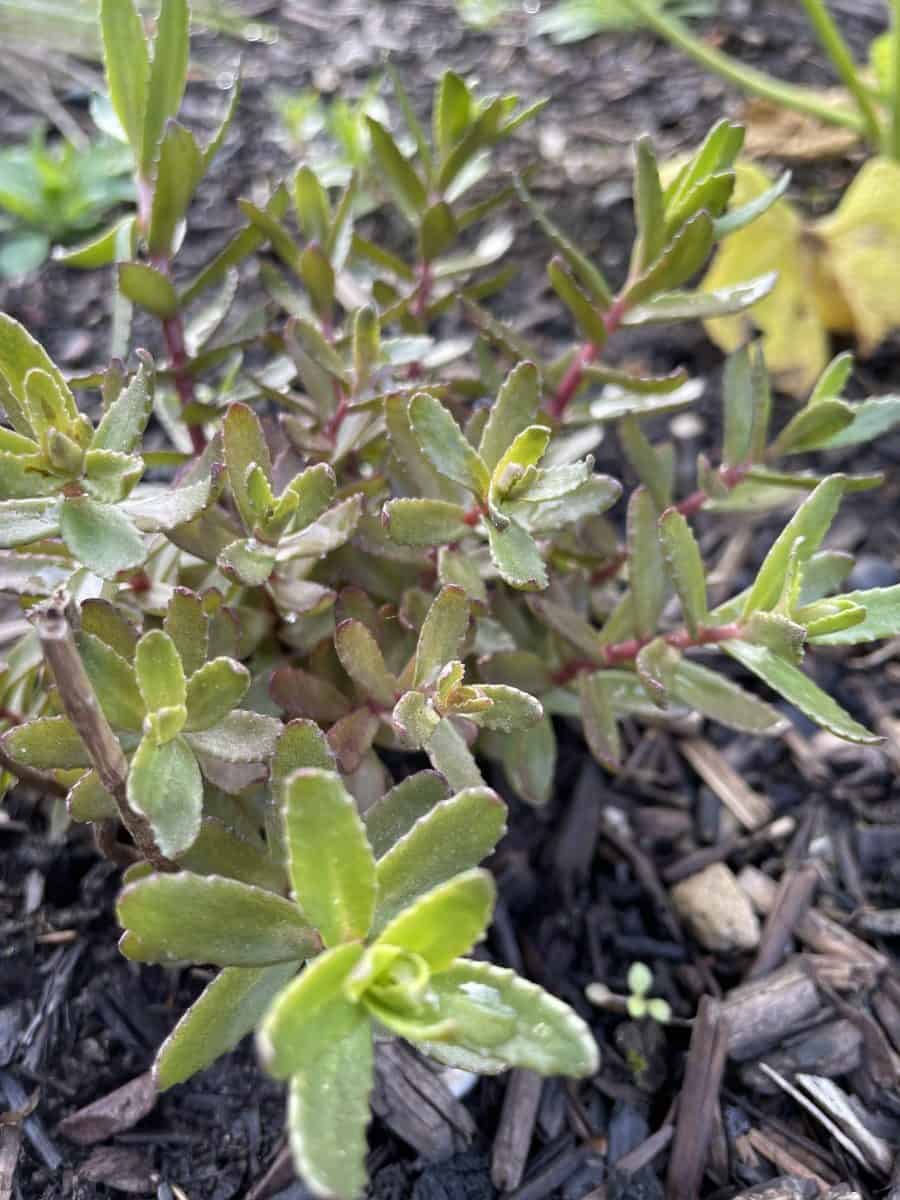 Detail van blad van Sedum Jade Tuffet met fijne vetbladstructuur