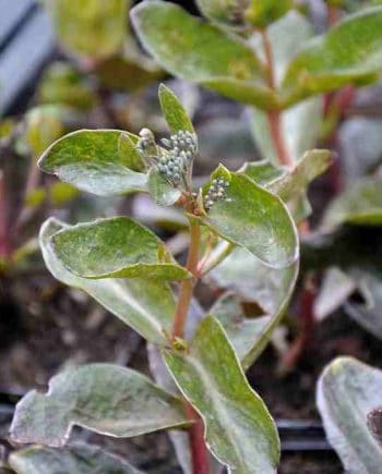 Donker aangelopen blad van Sedum ‘Mohrchen’