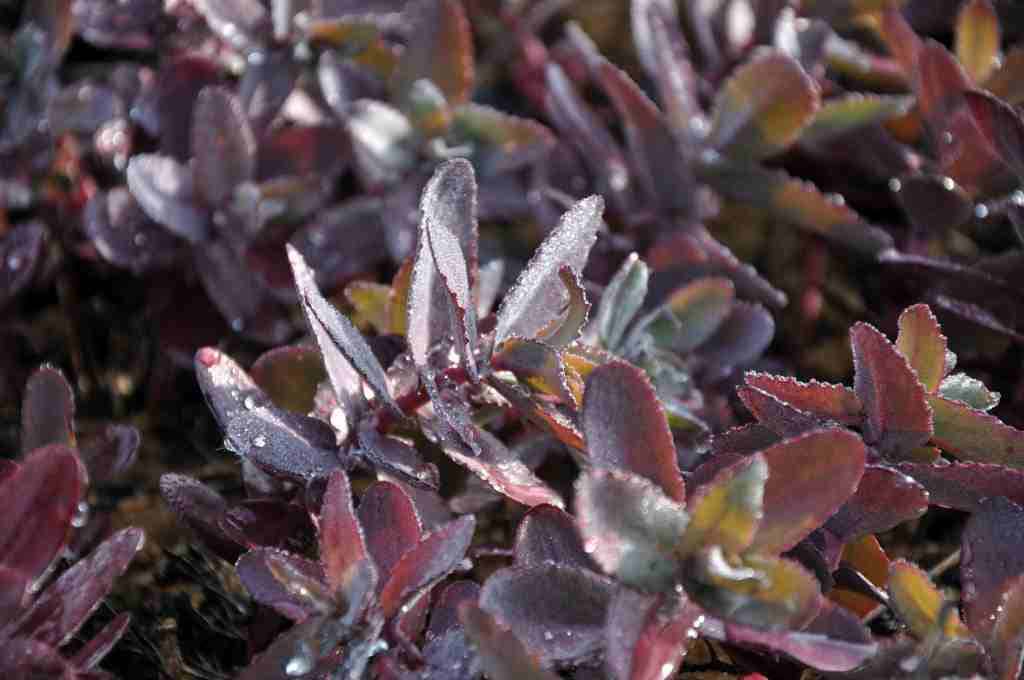Sedum 'Purple Emperor'