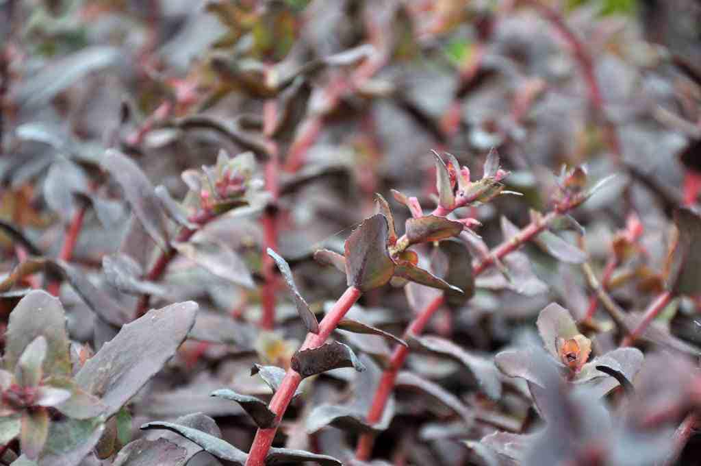 Sedum 'Purple Emperor'