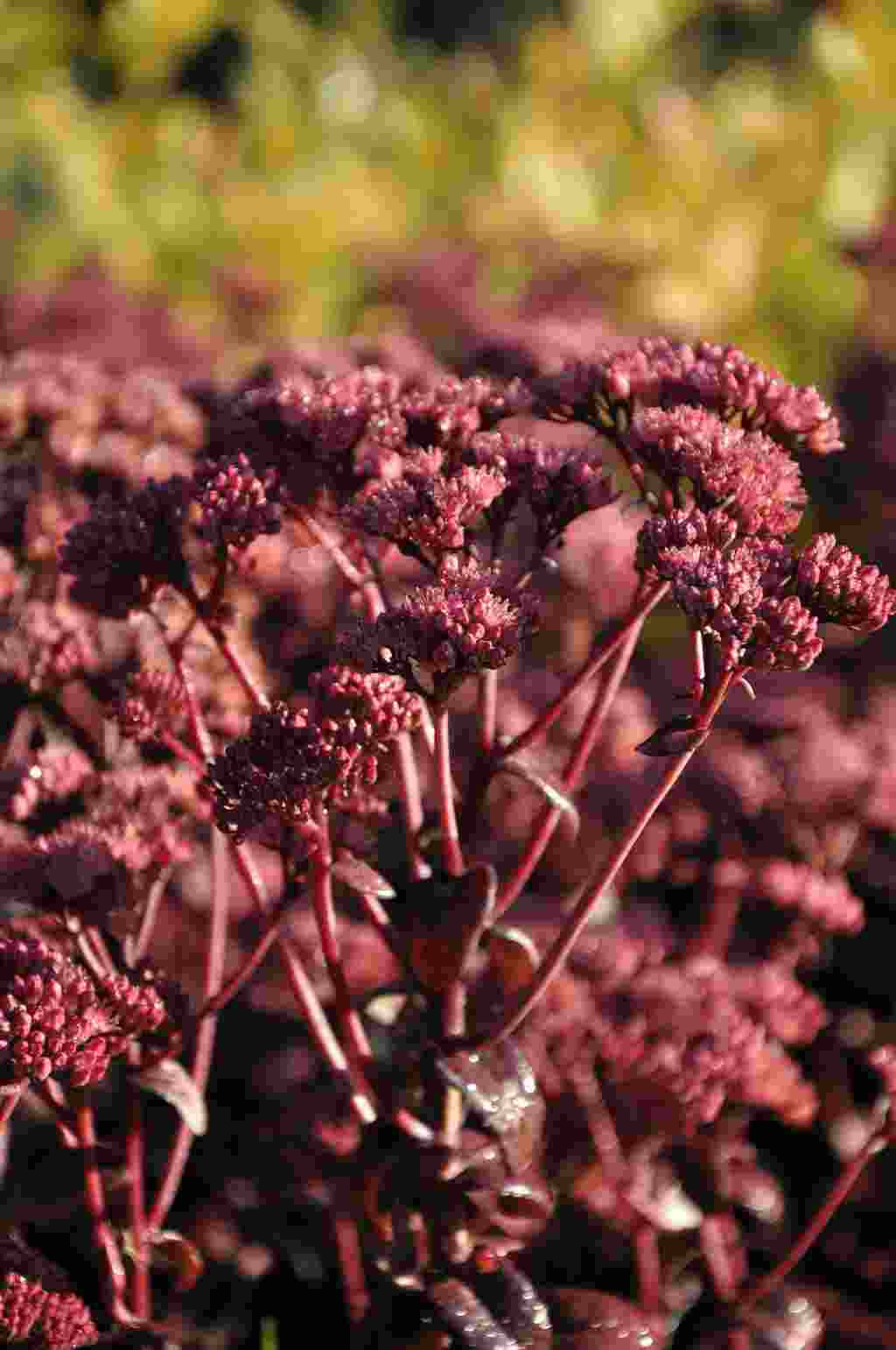Roze bloemschermen boven donker blad van Sedum ‘Purple Emperor’