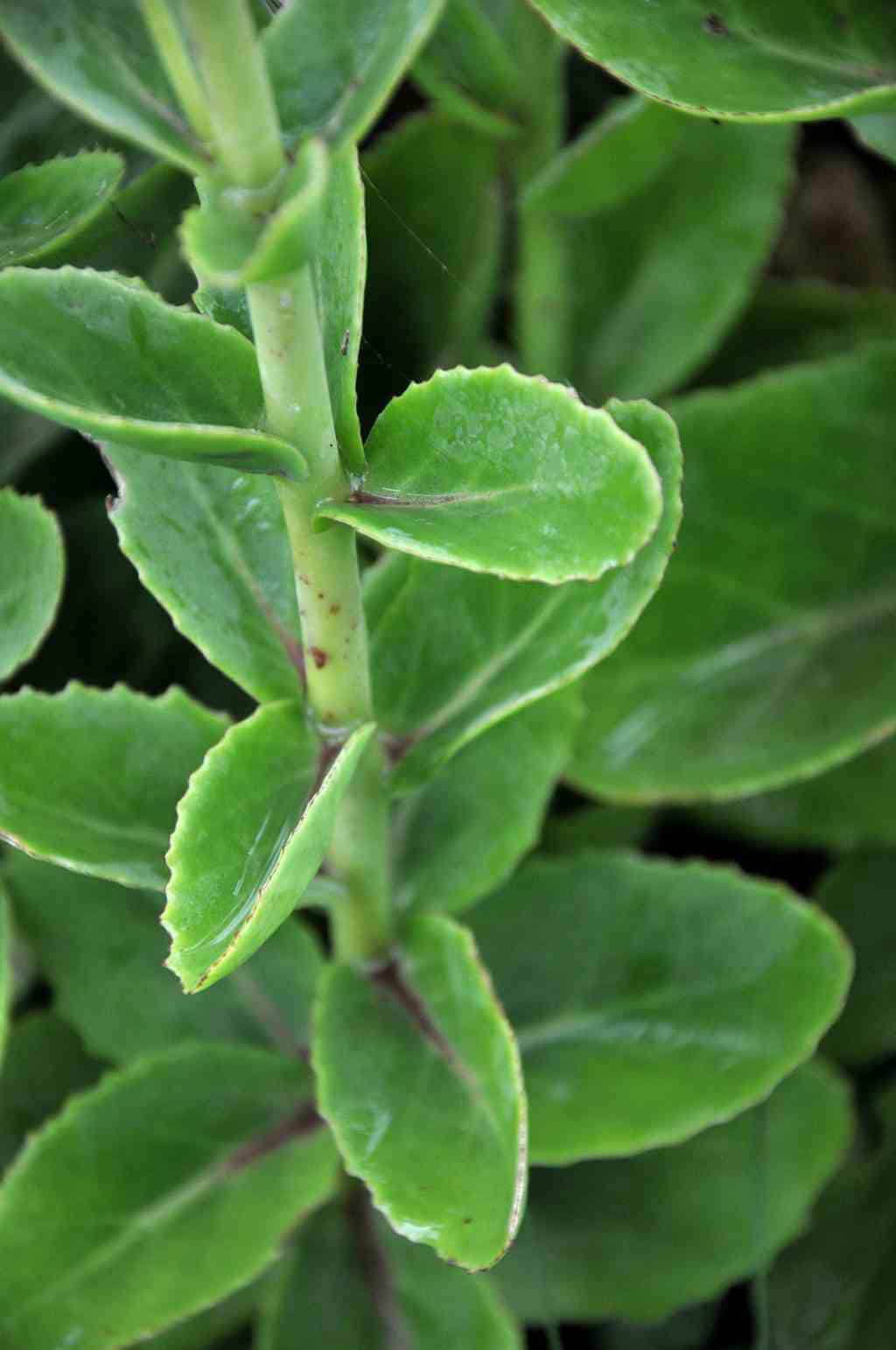 Sedum 'Sunkissed'
