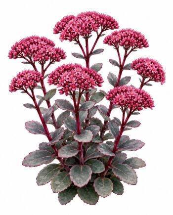 Sedum 'Karfunkelstein'