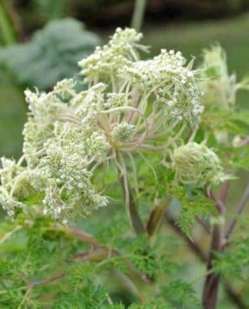 Witte schermbloei van Selinum wallichianum