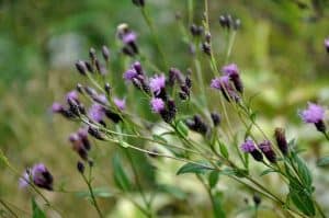 Serratula tinctoria
