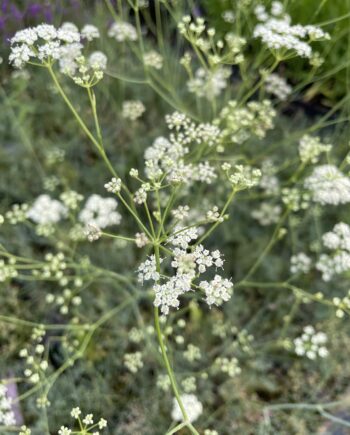 Seseli elatum ssp. osseum met fijne witte schermbloemen boven blauwgroen blad.
