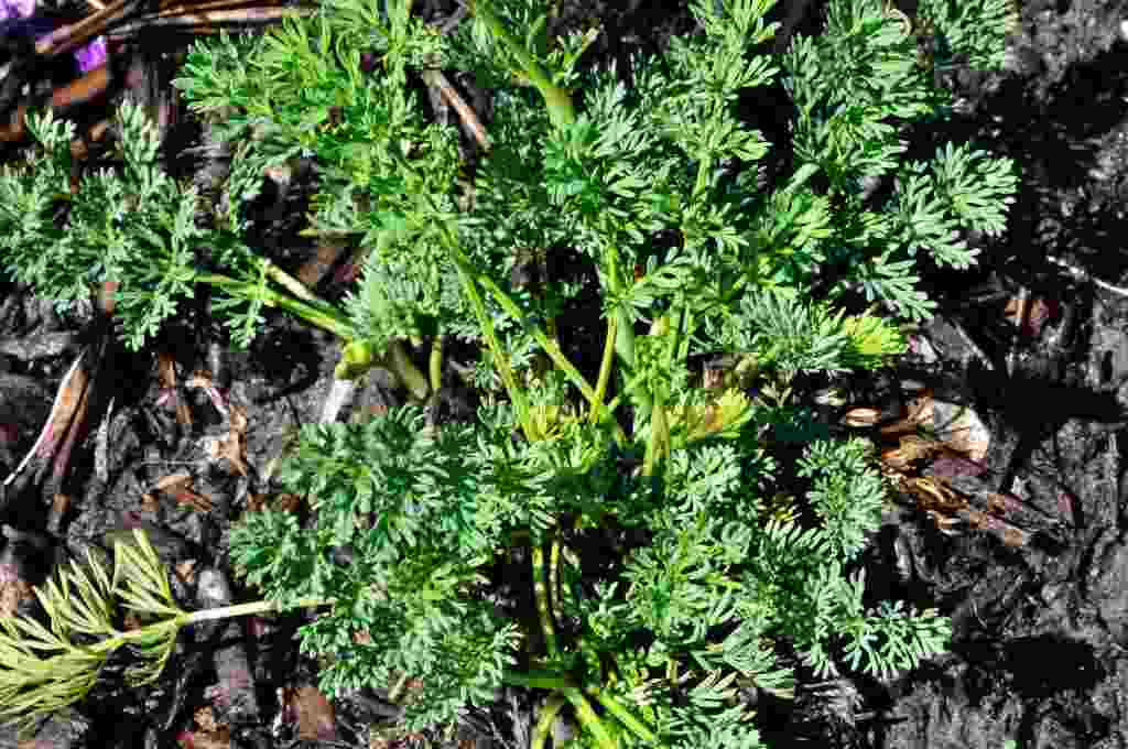 Seseli montanum