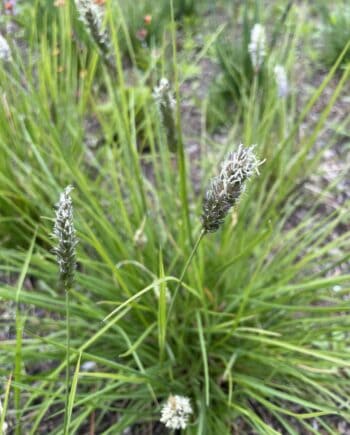 Sesleria argentea met sierlijke bloeiaren boven zilvergroen blad