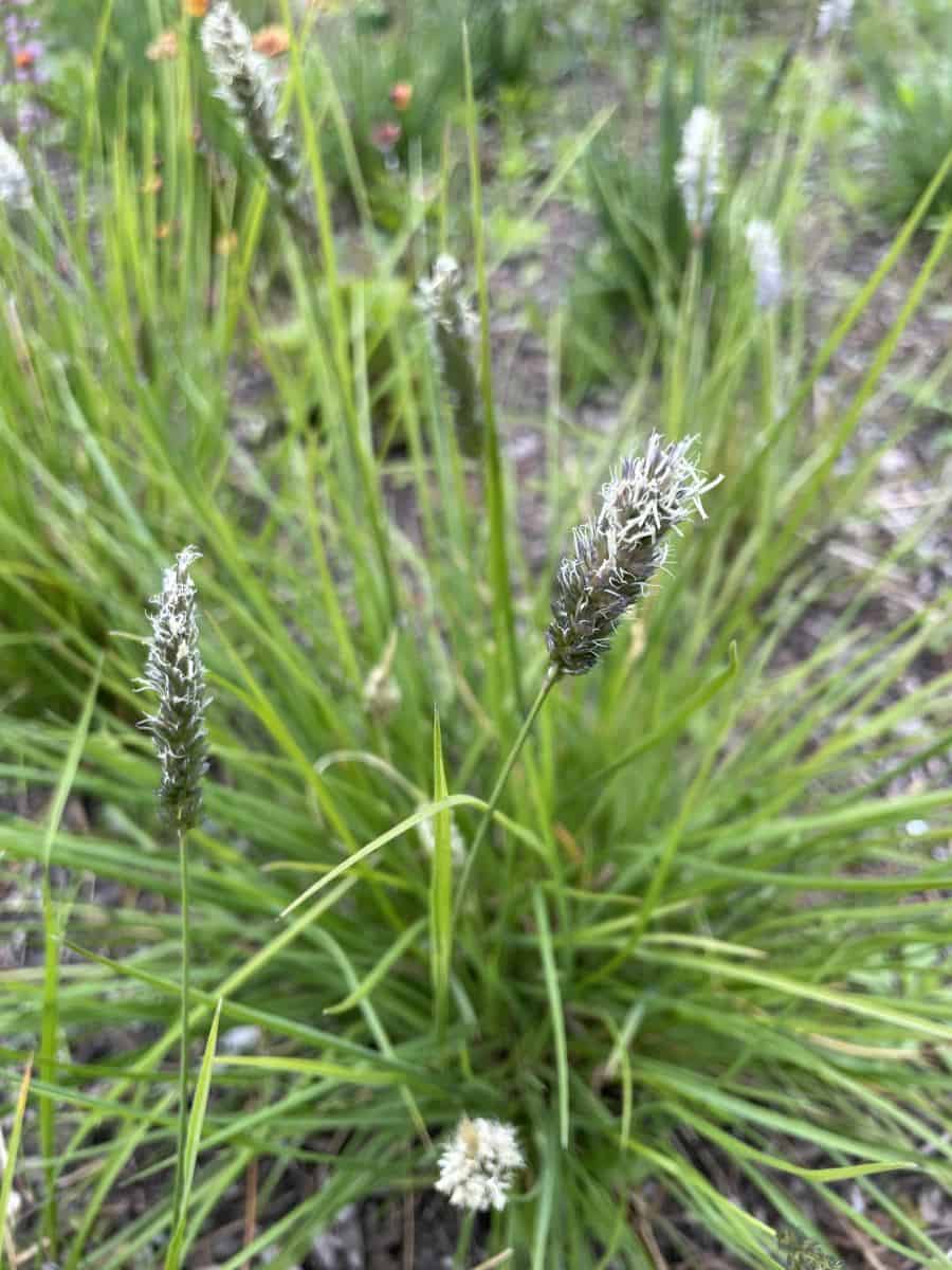 Sesleria argentea met sierlijke bloeiaren boven zilvergroen blad