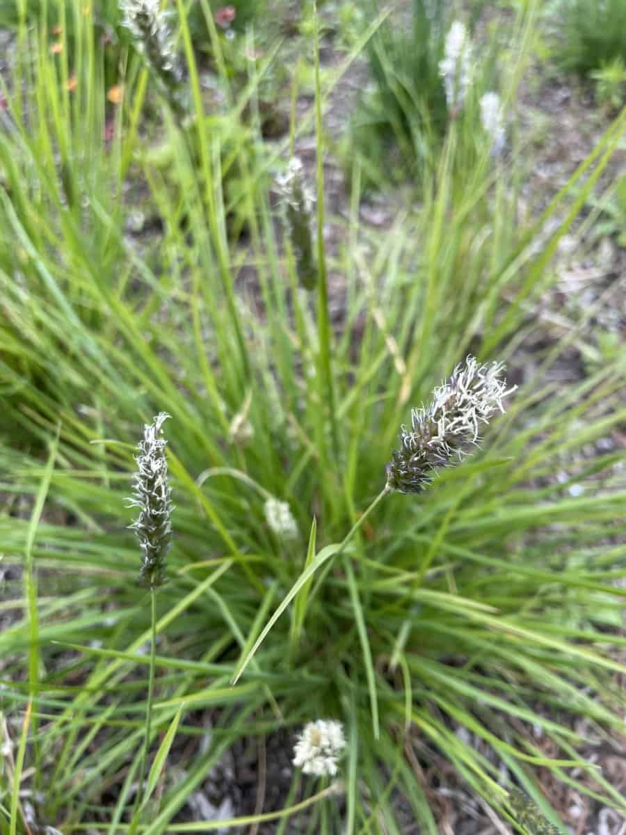 Detail van blad van Sesleria argentea met fijne grasstructuur