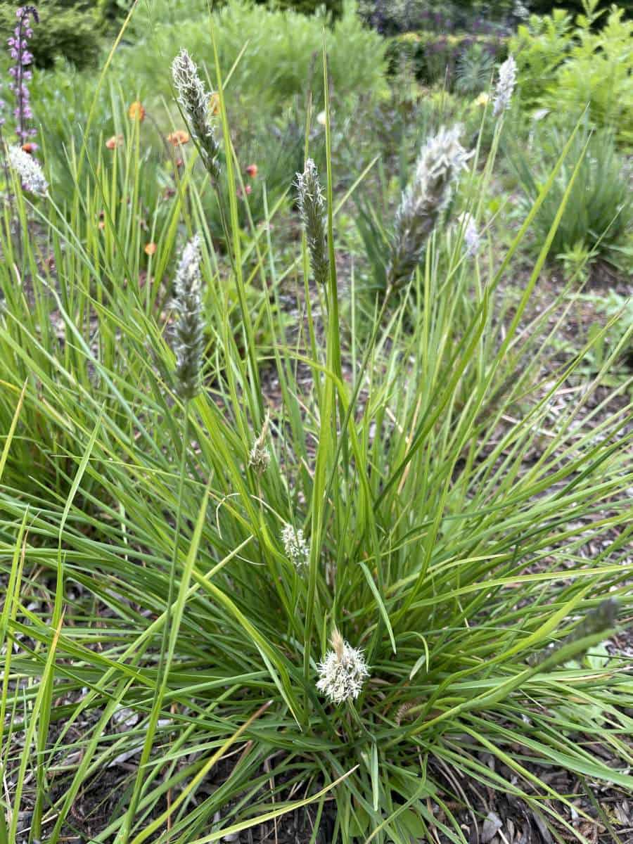 Sesleria argentea met fijn zilvergroen siergrasblad in pollen