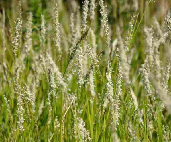 Sesleria autumnalis Sesleria autumnalis in bloei