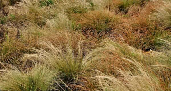 Wilde grasvelden met sierlijke grassen in natuurlijke tuin of landschap.