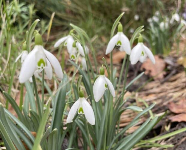 de tuin in februari