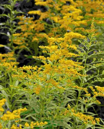 Gele bloei van Solidago ‘Golden Mosa’