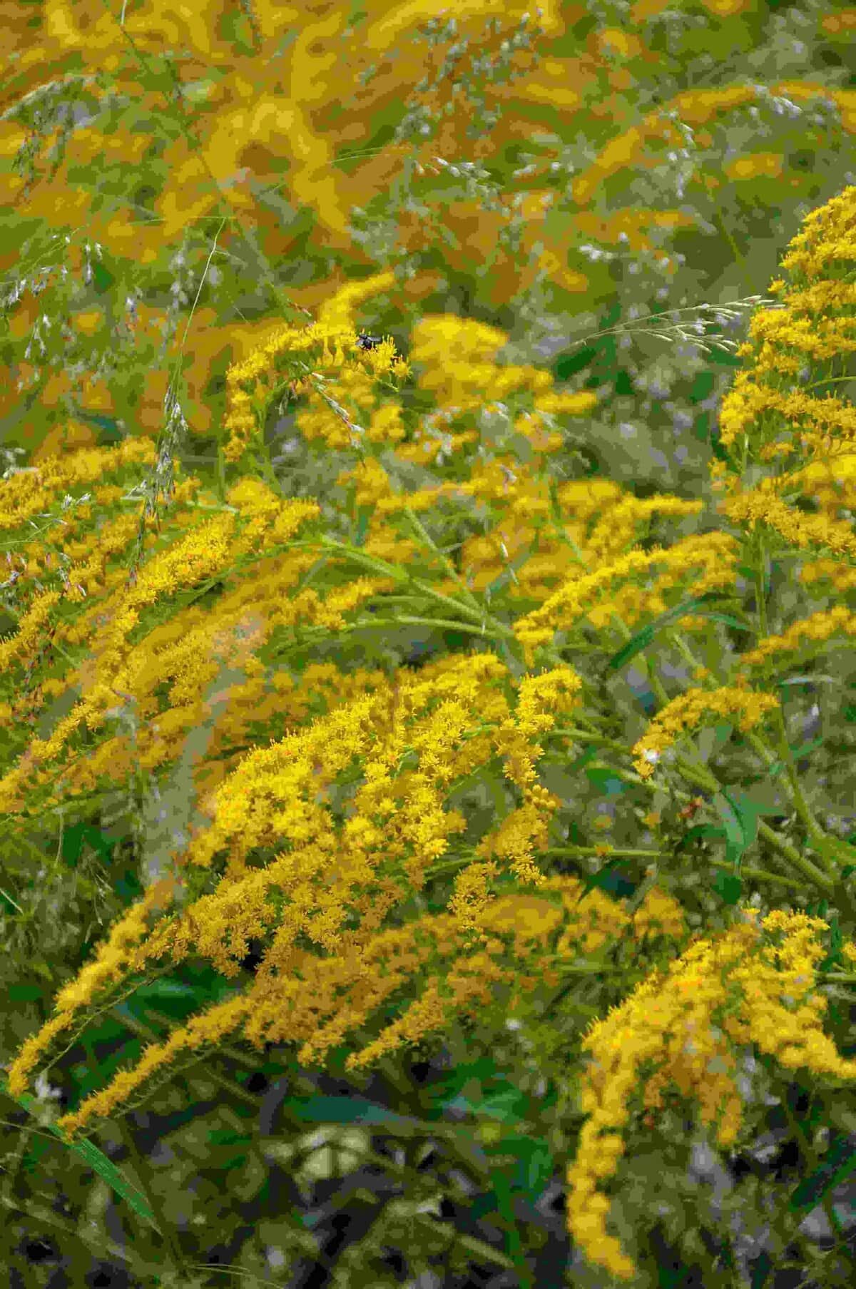 Rijke gele bloei van Solidago hybride ‘Strahlenkrone’