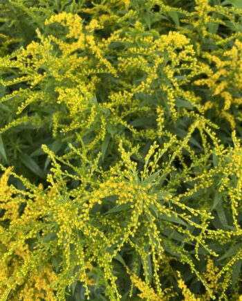 Solidago hybride 'Strahlenkrone' met goudgele bloempluimen in volle nazomerbloei.