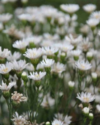 Witte bloei van Solidago ptarmicoides