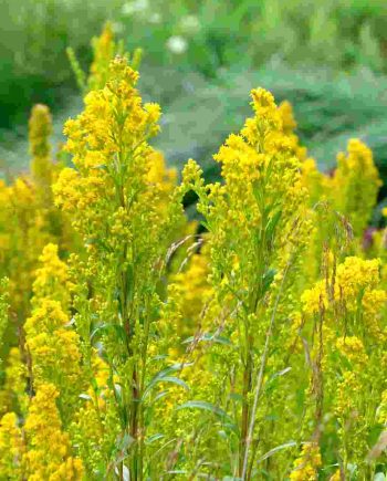 Gele bloei van Solidago uliginosa