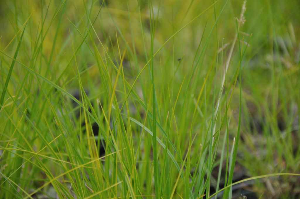 Sporobolus heterolepis