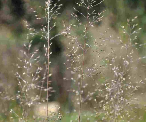 Sporobolus heterolepis Luchtige bloempluimen van Sporobolus heterolepis