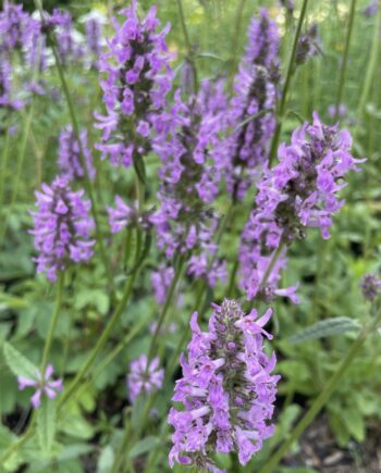 Stachys monieri 'Hummelo' met opgaande paarsroze bloemaren in volle zomerbloei.