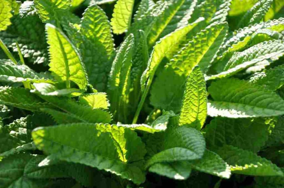Stachys monieri 'Hummelo'
