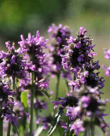 Stachys monieri ‘Hummelo’ – volwassen plant in bloei – totaalbeeld