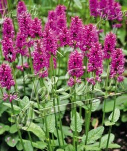 Stachys officinalis