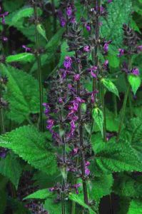 Stachys sylvatica