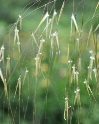 Hoge goudgele bloeiaren van Stipa gigantea