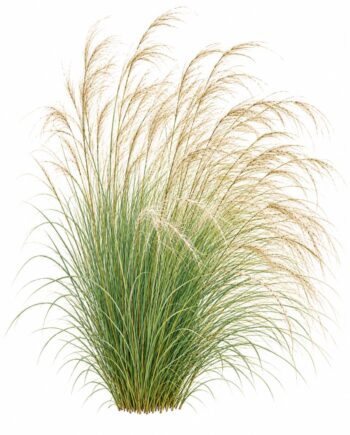 Stipa tenuissima 'Angelhair'