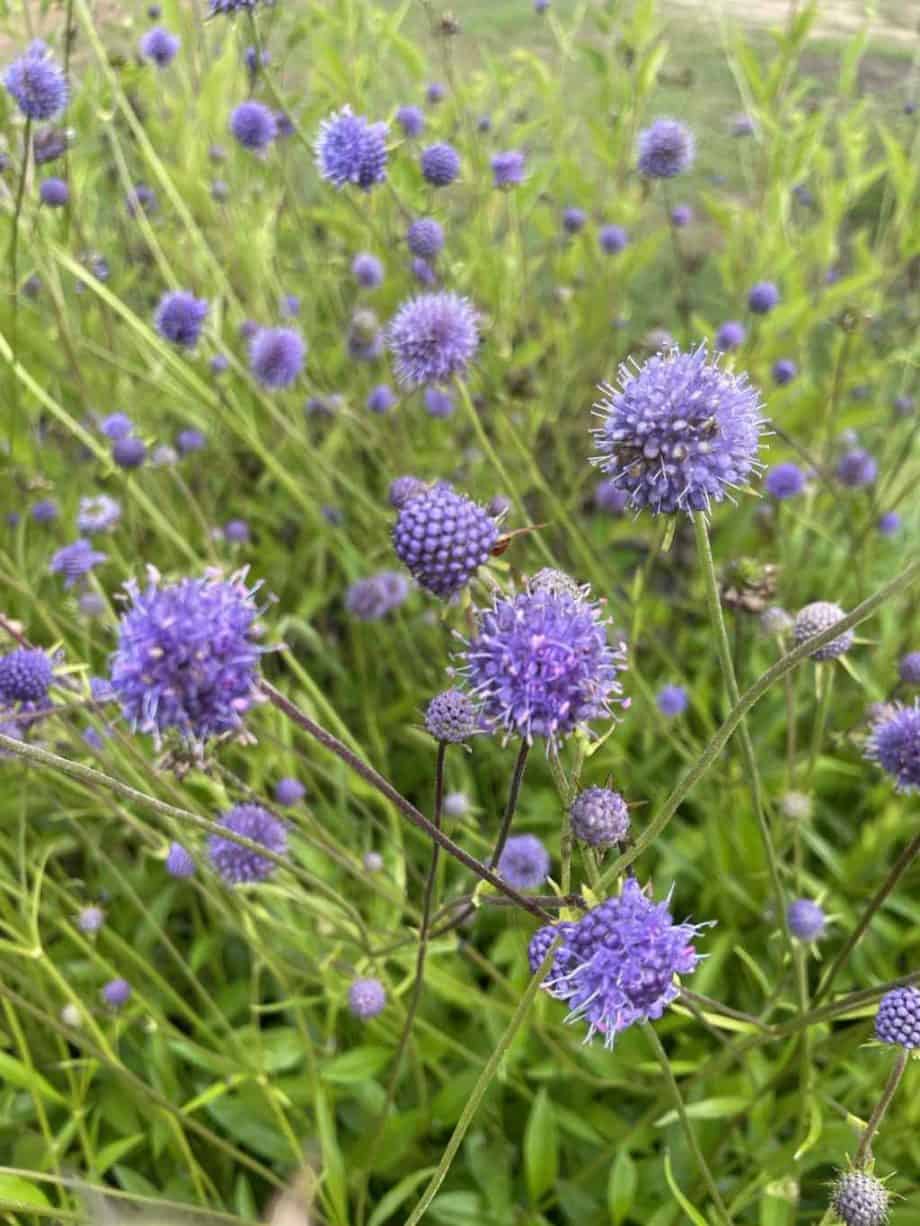 Succisa pratensis