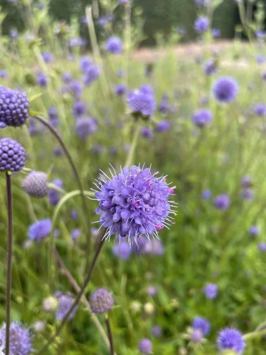 Lila bloemhoofden van Succisa pratensis in een inheemse border